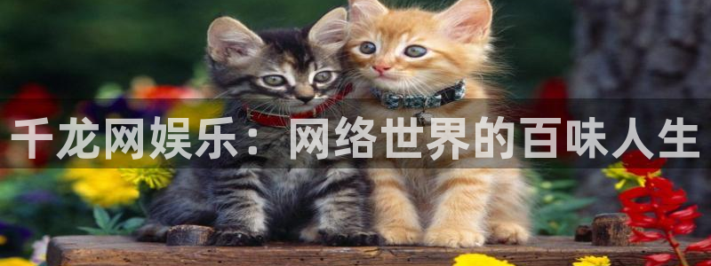 狗子28体育平台登录入口：千龙网娱乐：网络世界的百味人生